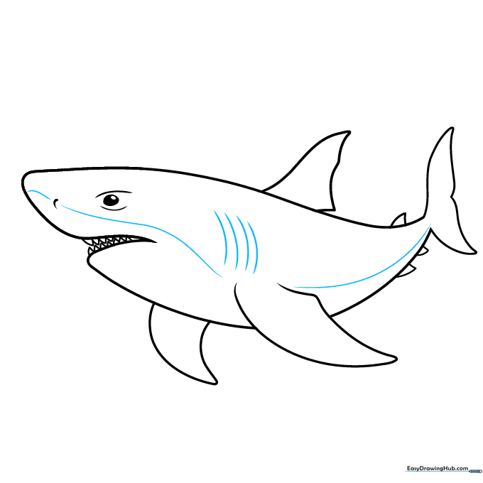 Adding gill slits and body contour lines to the shark drawing.