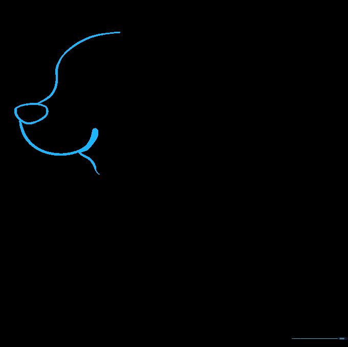 Line drawing showing the initial sketch of a Shiba Inu's snout, nose, and neck profile.