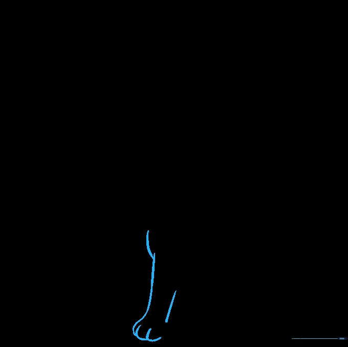 Drawing showing the addition of the front leg and paw to the Shiba Inu's body.