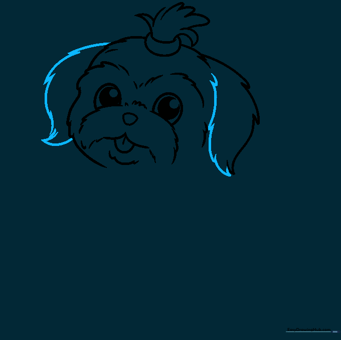 Drawing showing the completion of both floppy ears on the Shih Tzu.
