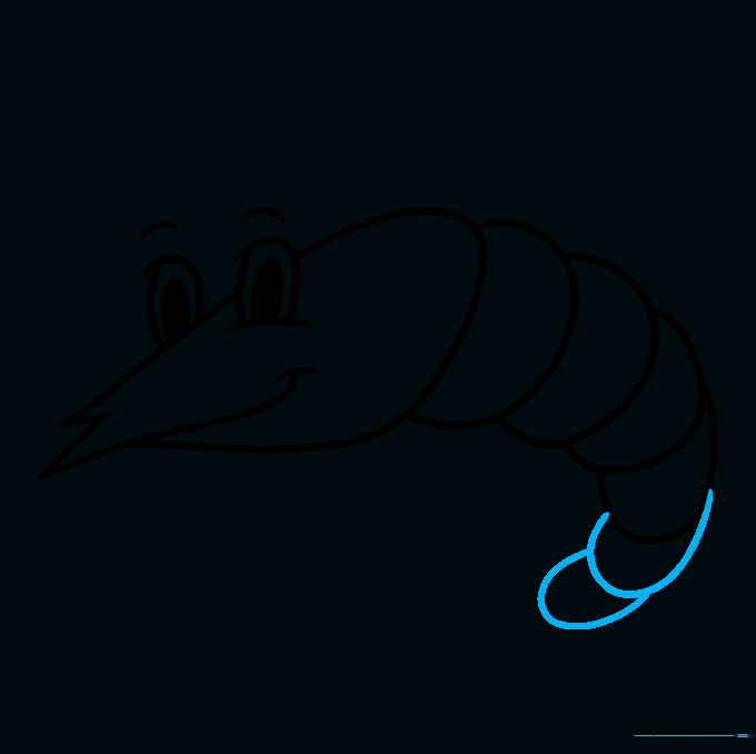 Shrimp drawing showing the complete segmented body structure.