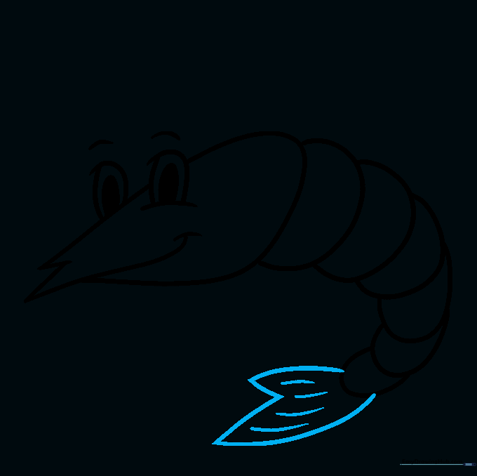 Shrimp drawing with detailed tail fins added to the end of the body.
