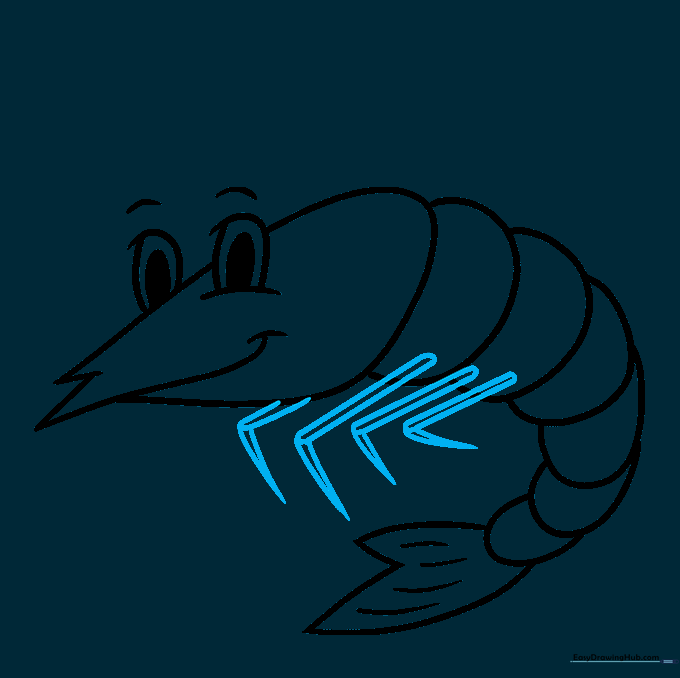 Shrimp drawing showing the addition of multiple legs underneath the body.