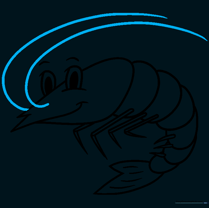 Shrimp drawing showing long, curved antennae extending from the head.