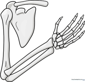 Completed illustration of a detailed skeleton arm, rendered in a clean, educational style.
