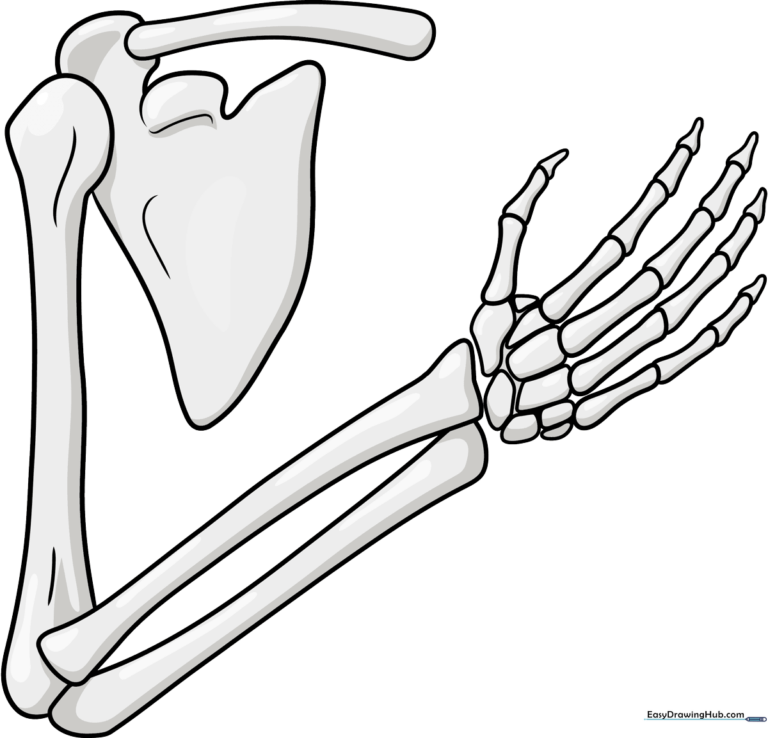 Completed illustration of a detailed skeleton arm, rendered in a clean, educational style.
