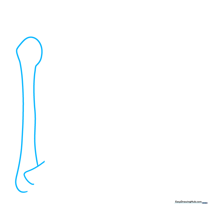 Pencil sketch of an elongated oval and vertical lines forming the upper arm bone structure.