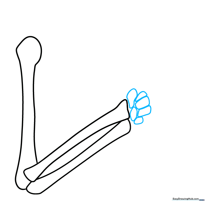 Sketching the carpal bones of the wrist as a cluster of small rounded shapes.