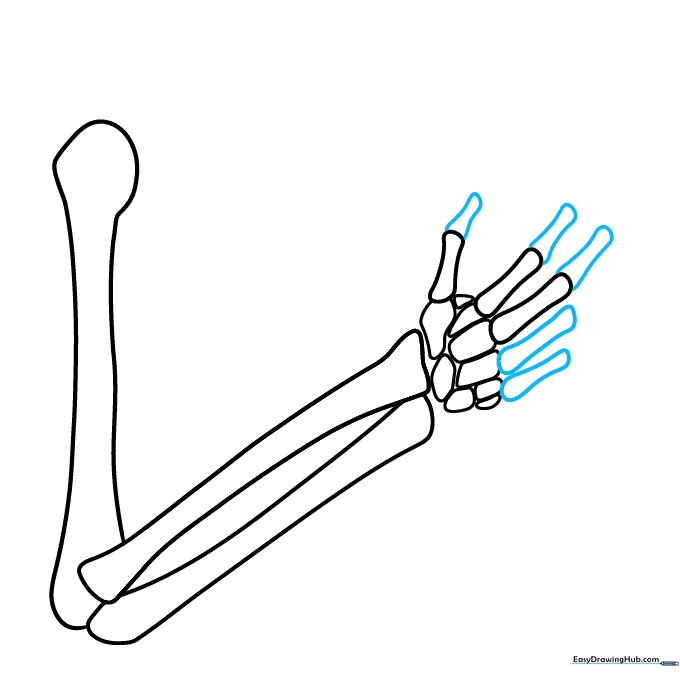 Drawing the phalanges of the fingers with curvy, noodle-like bone segments.