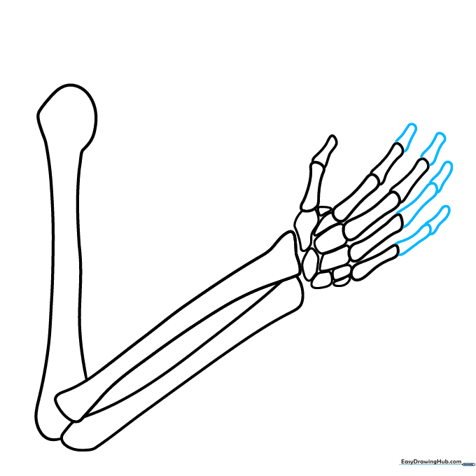 Adding smaller finger bone segments to complete the hand structure.