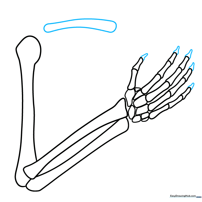 Adding teardrop-shaped fingertips and a shoulder bone segment to the drawing.