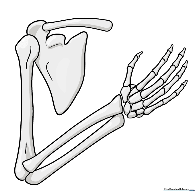 Finished skeleton arm drawing with grey shading applied to show volume and light.