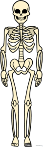 A friendly cartoon skeleton standing, featured in an educational drawing tutorial.