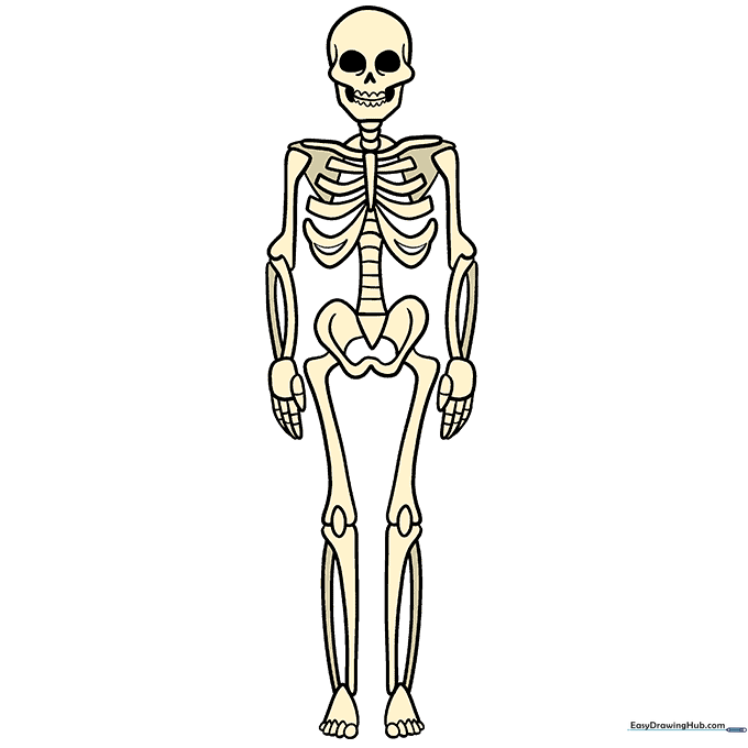A finished, colored cartoon skeleton drawing.