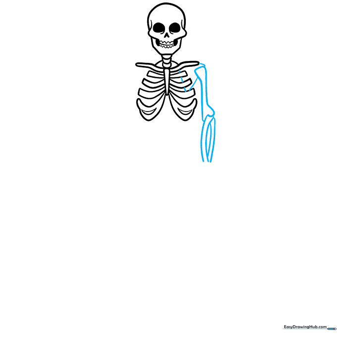 Drawing the shoulder blade and arm bones of the skeleton.