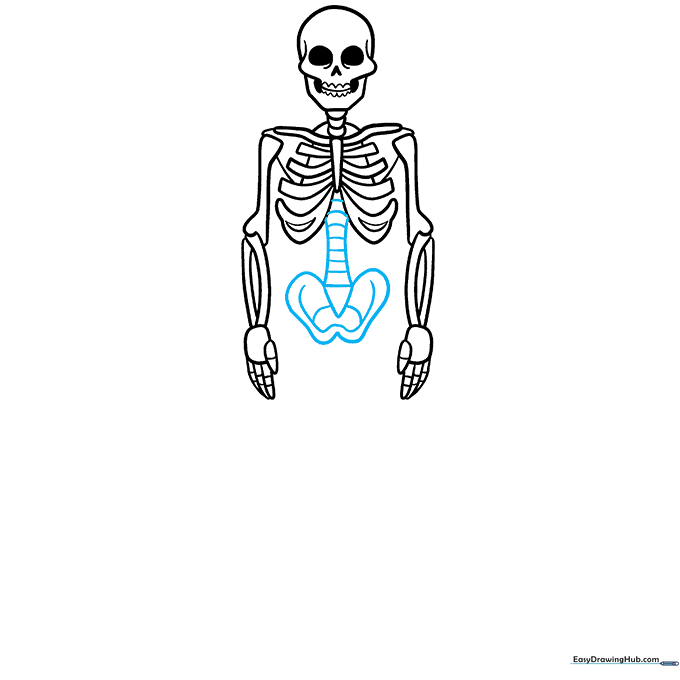 Drawing the spine and hip bones of the skeleton.