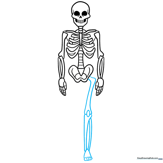 Adding the leg bones and feet to the skeleton drawing.