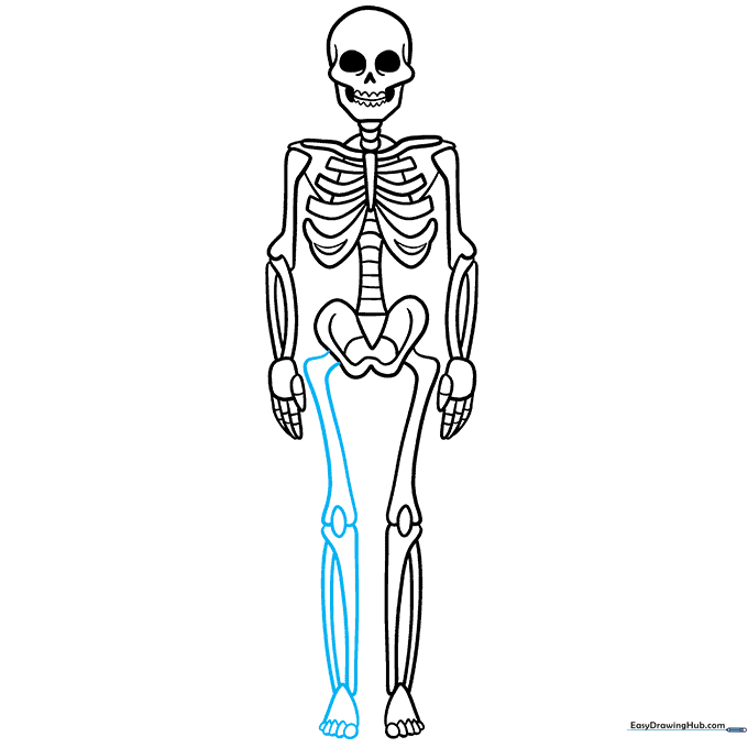 The completed skeleton line art drawing.
