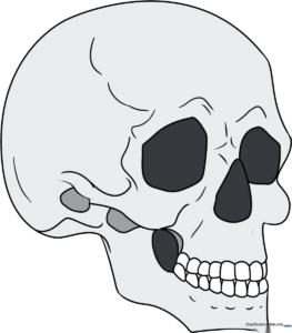 Finished 3/4 view skull drawing, showcasing clean lines and anatomical structure.