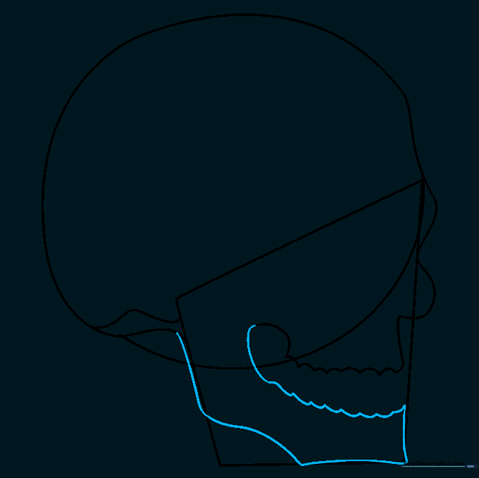 Drawing the outline of the lower jaw bone using a single curved line.