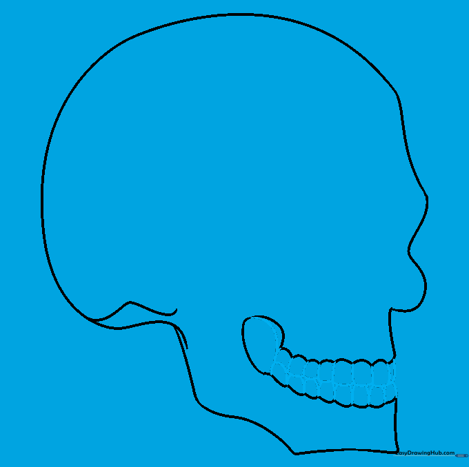 Adding rows of rectangular teeth between the upper and lower jaw sections.