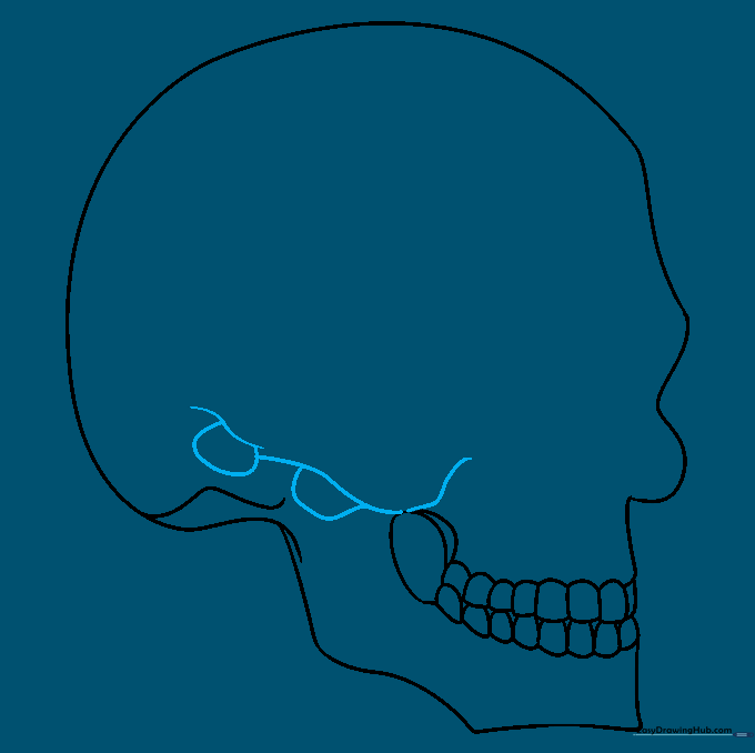 Drawing the zygomatic process and ear canal area on the side of the skull.