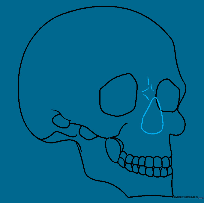 Drawing the triangular nasal cavity and nasal bone details.
