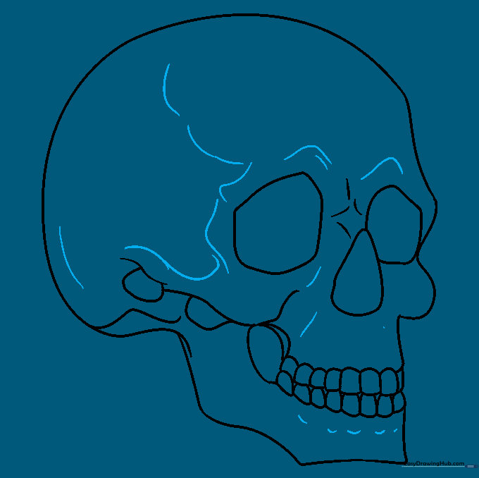 Adding final anatomical details and small bone structures to the skull.