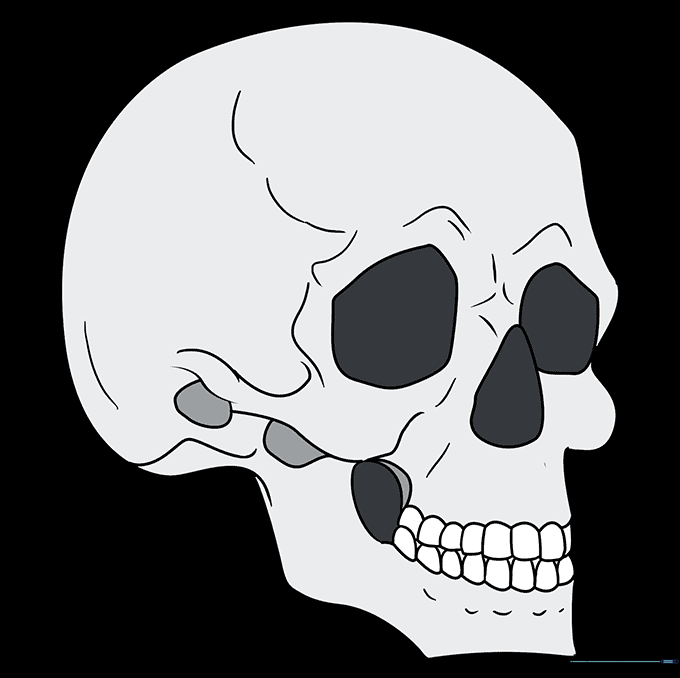 Final colored illustration of a skull in 3/4 view with shading.
