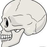 A completed, colored illustration of a human skull in profile view.