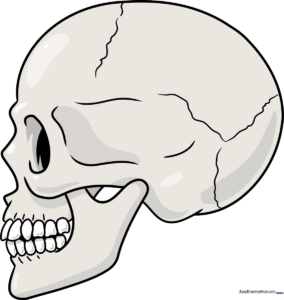 A completed, colored illustration of a human skull in profile view.
