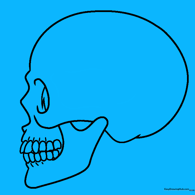 Adding contour lines to the cranium and jawbone for a 3D effect.