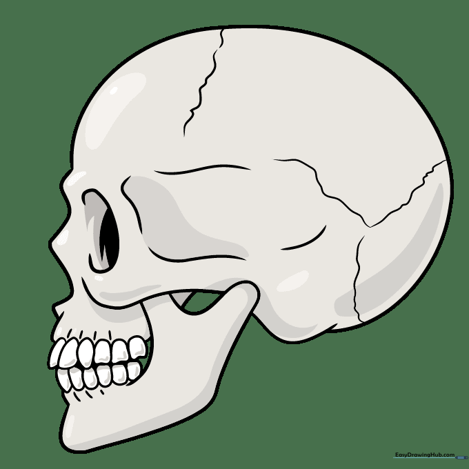 Finished skull drawing colored in off-white with shaded eye and nose cavities.