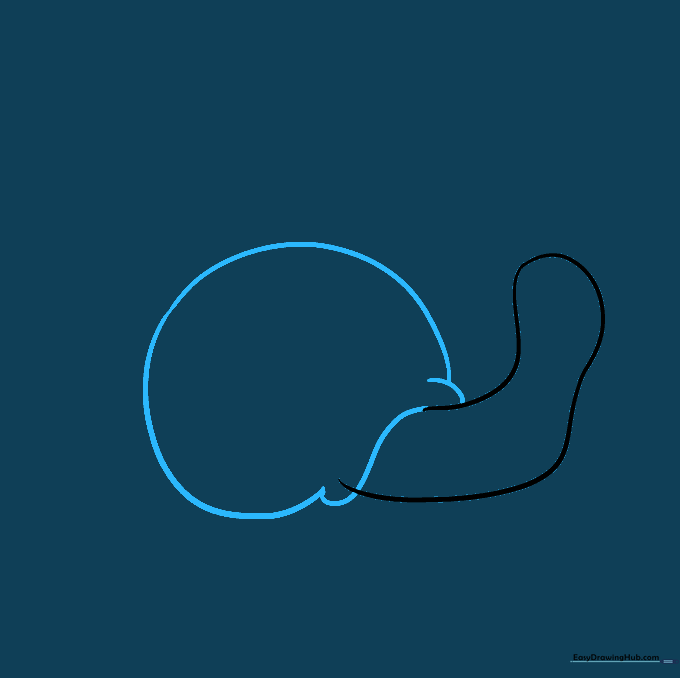 Pencil drawing showing the snail's body connected to a large circular shell shape.