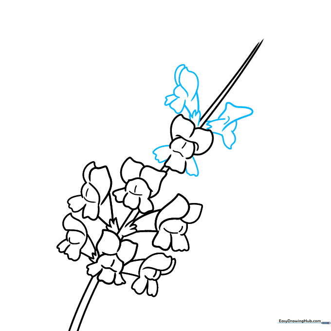 Drawing showing the addition of two more flowers at the top of the stem with textured sepals.