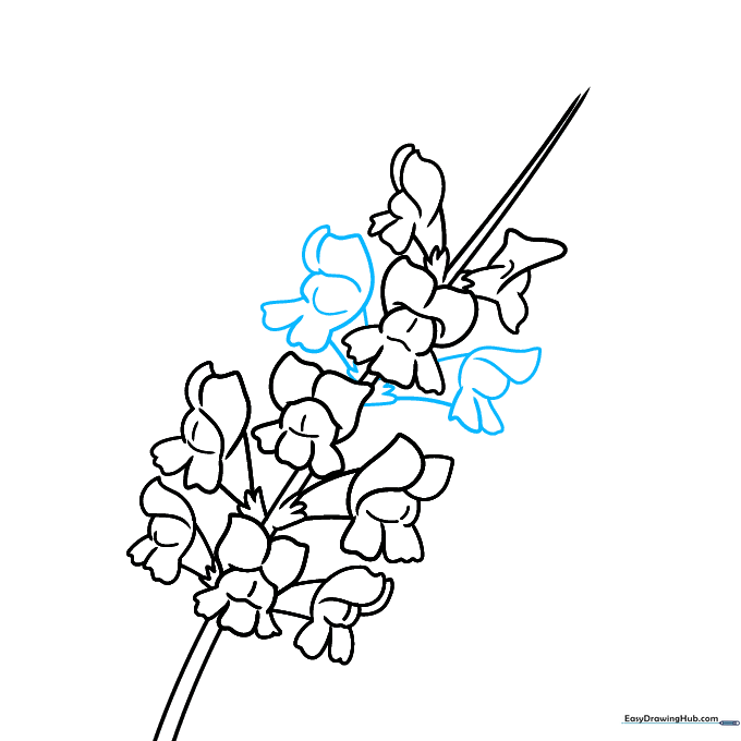 Progressive drawing showing a fuller stem with multiple flowers clustered together.