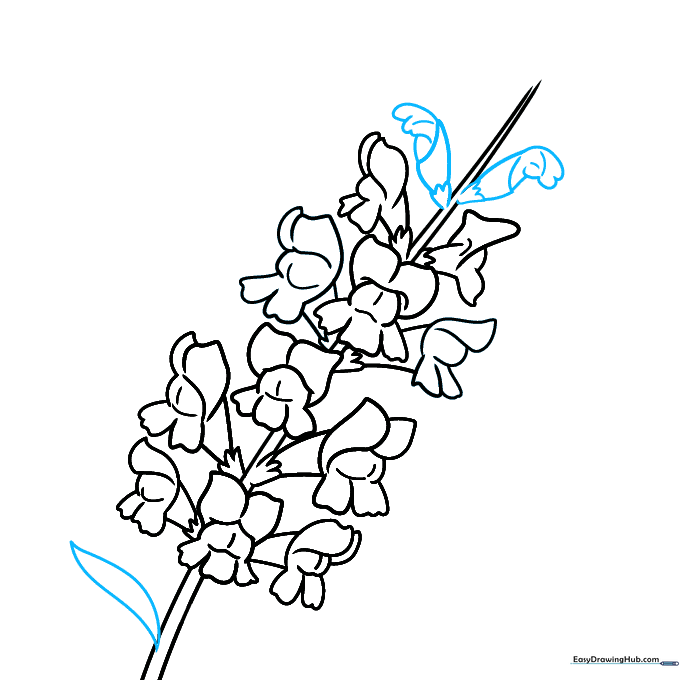 Drawing showing the addition of unopened flower buds at the top and a pointed leaf at the base.