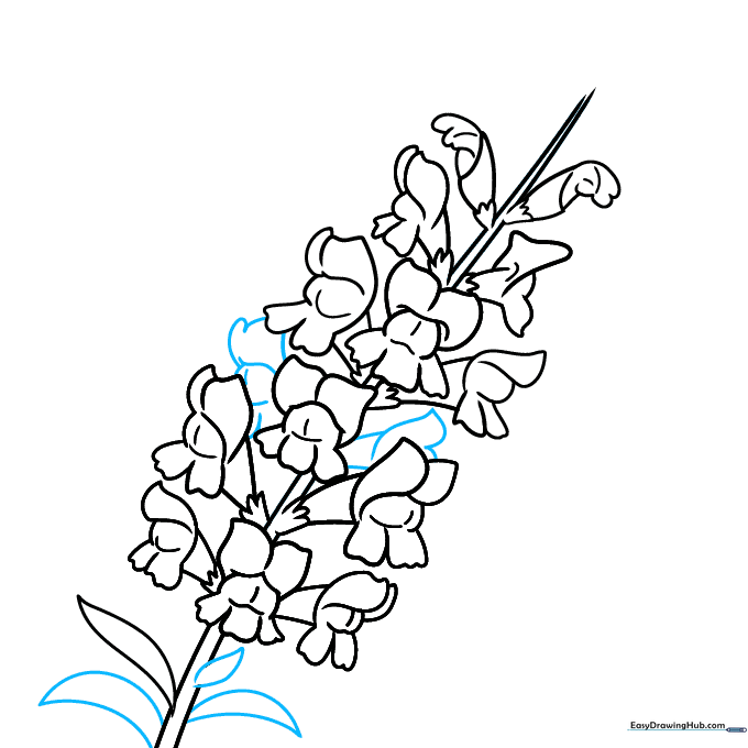 Drawing showing additional flowers in the background and extra leaves attached to the stem.