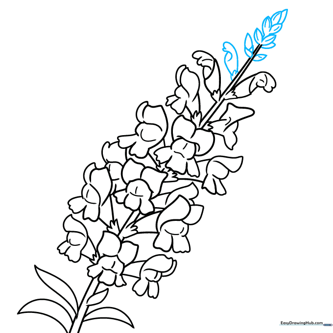 Final line art of the snapdragon with all buds, leaves, and petal details completed.