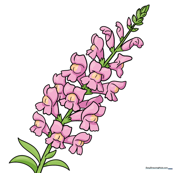 Finished, colored drawing of a snapdragon with pink petals and yellow centers.