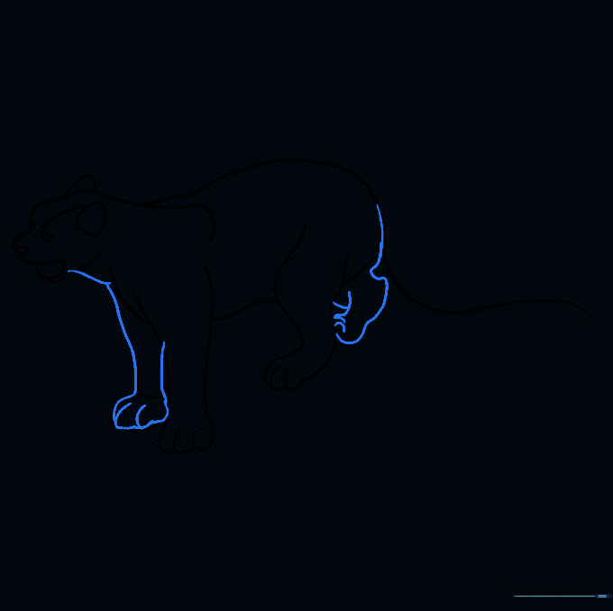 Cleaned up line drawing of the snow leopard with guide lines removed.
