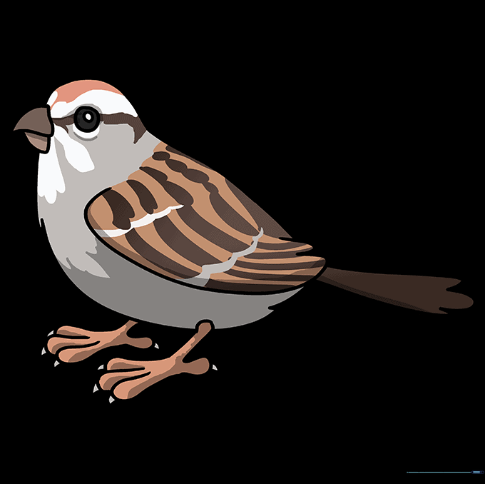 Finished sparrow drawing colored with realistic brown, cream, and black tones.
