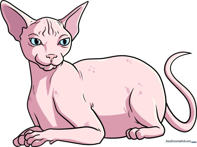 A colorful, finished illustration of a Sphynx cat, showcasing the final result of the drawing tutorial.