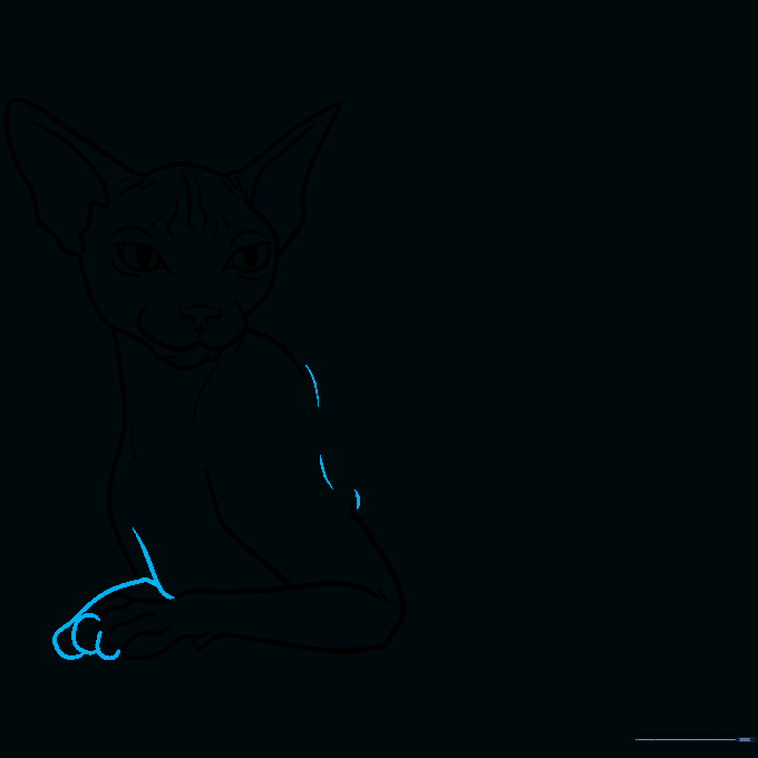Adding the second front leg to the drawing, creating a complete chest and shoulder area.
