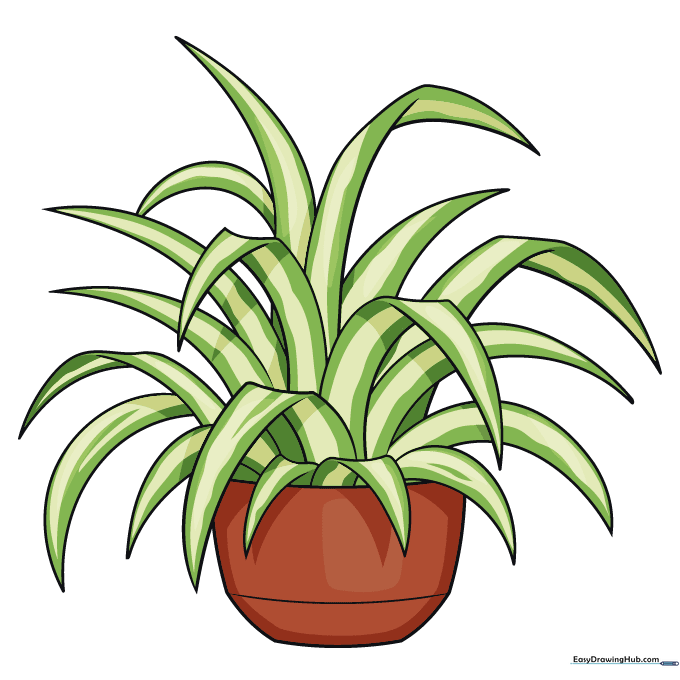 The finished, colored spider plant drawing with green leaves and a terracotta pot.