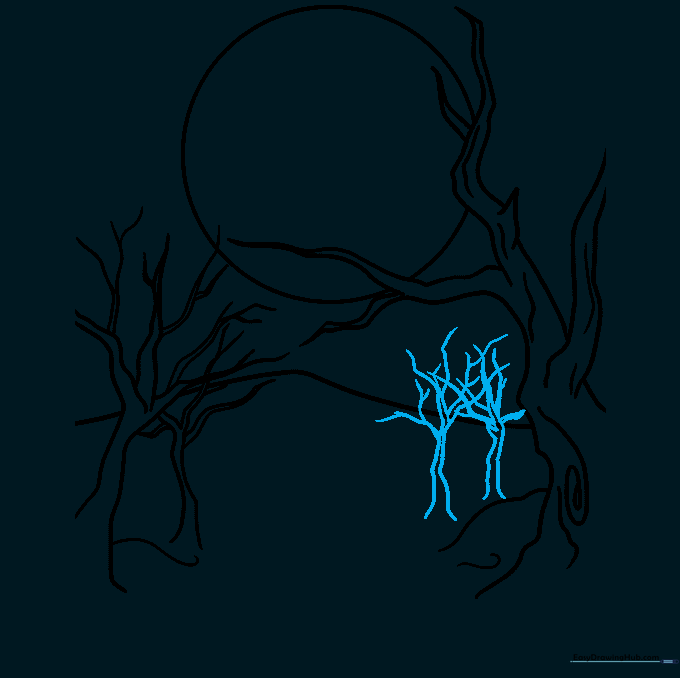 Multiple trees of varying sizes to show depth in the forest.