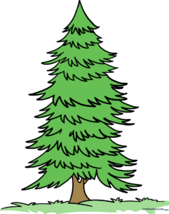 A completed, vibrant illustration of a spruce tree for a drawing tutorial.