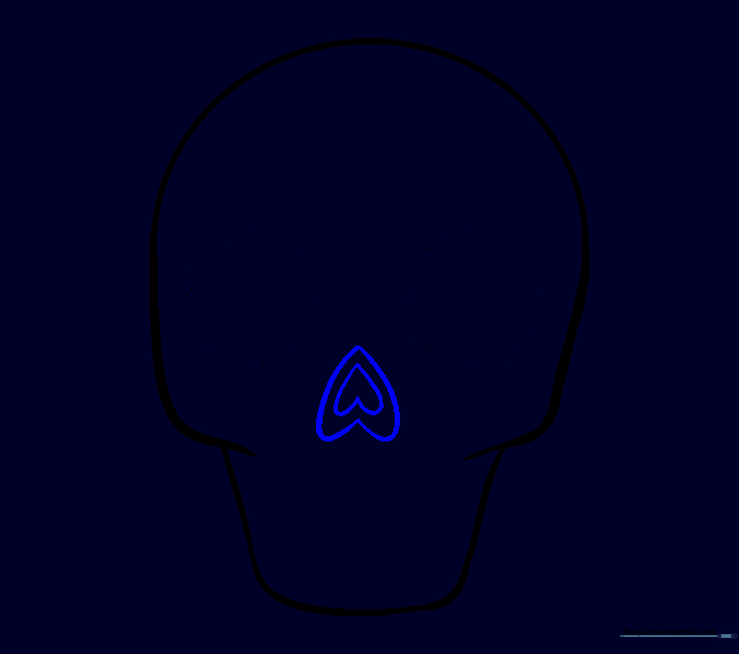 Drawing a heart-shaped nose cavity in the center of the skull.