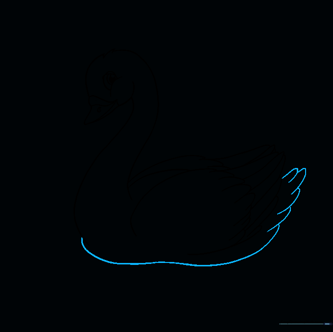 The lower body and tail feathers of the swan are added to the drawing.