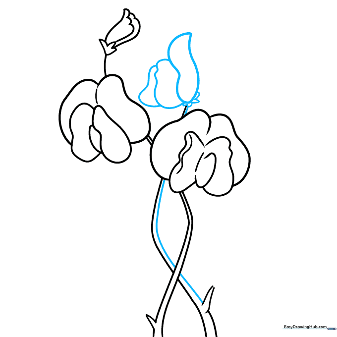 Drawing showing the completion of the second blossom with rounded petals.